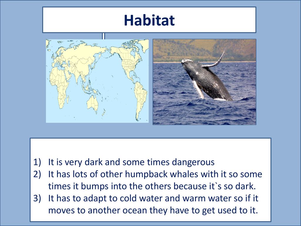 Humpback whale By: Andrea Pantella - ppt download