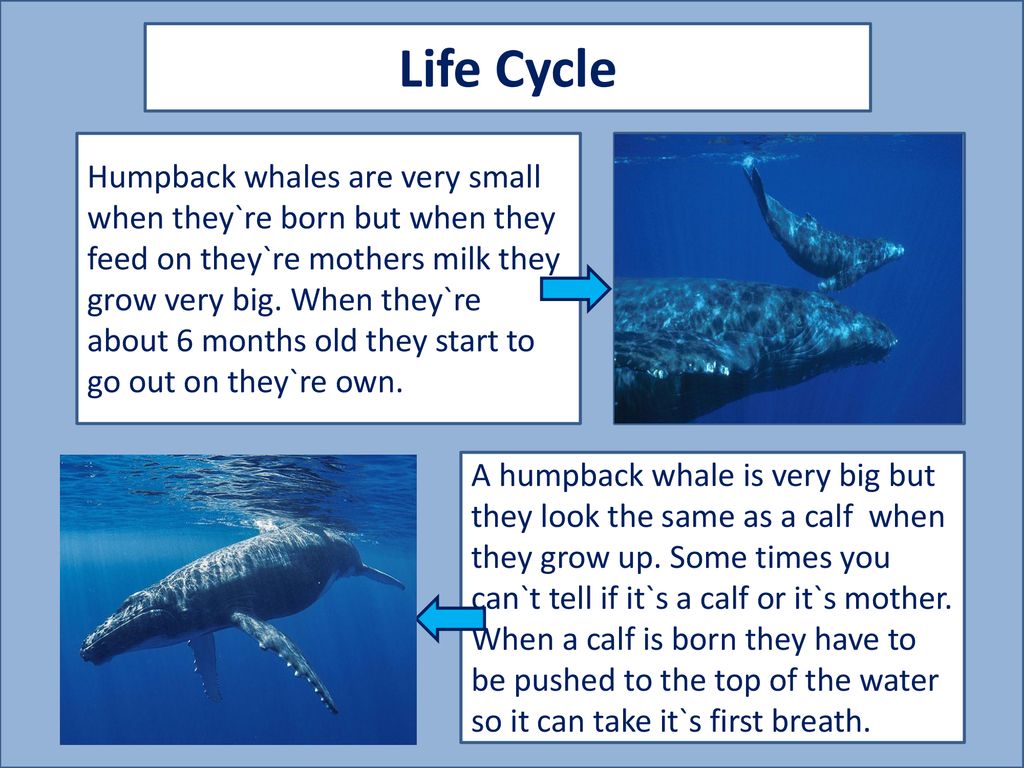 whale life cycle