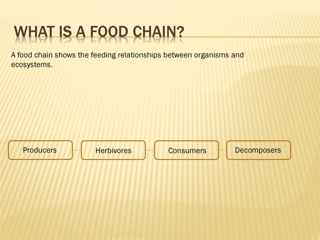 By Casey Harris Food Chain Ppt Download by-casey-harris-food-chain-ppt-download