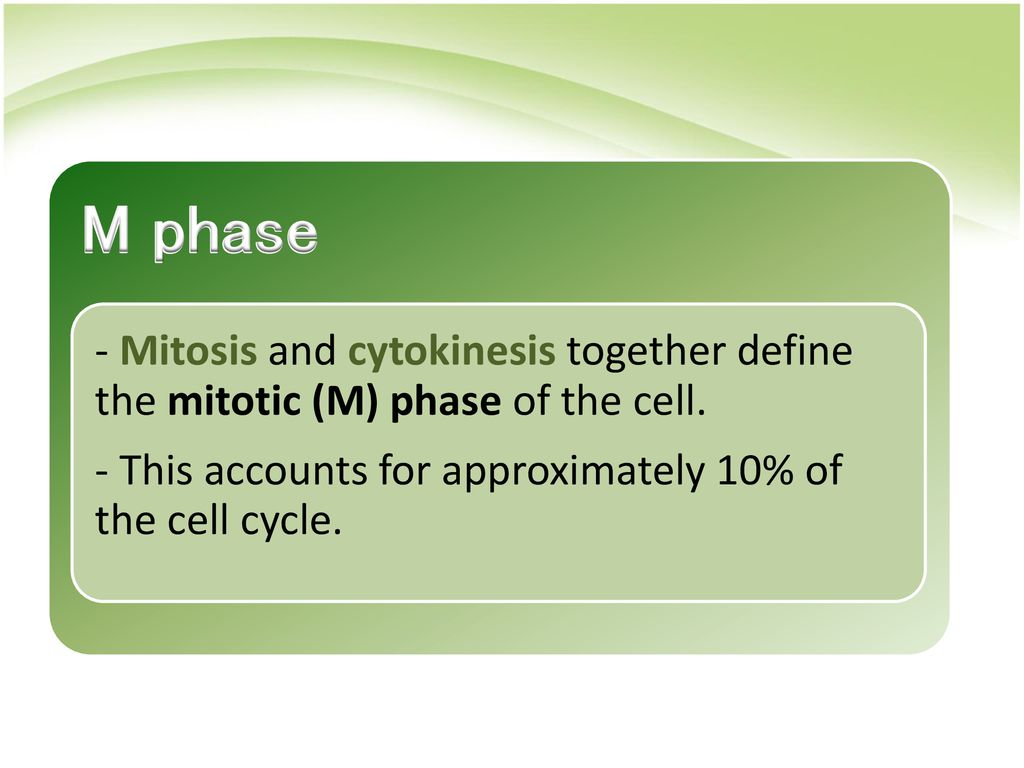 Mitosis and the Cell Cycle Biology Diagrams