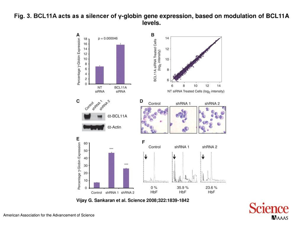 Fig 3 bcl11a acts as a silencer of globin gene expression based on