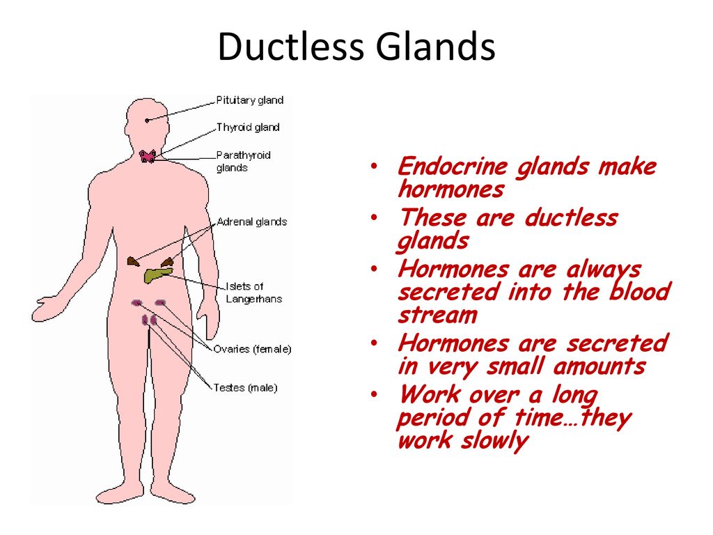 Ductless Glands Endocrine glands make hormones