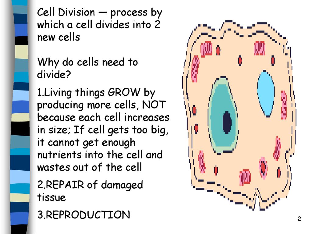 Cell Growth and Division Biology Diagrams