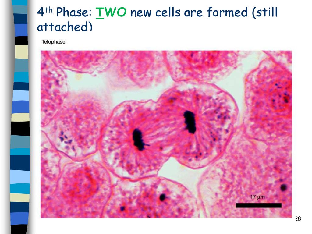 cell-growth-and-division-ppt-download