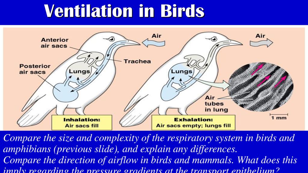 Ventilation in Birds Compare the size and complexity of the respiratory system in birds and amphibians (previous slide), and explain any differences.