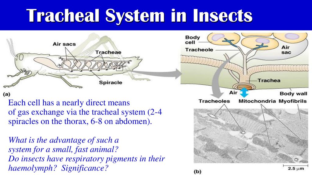 Tracheal System in Insects
