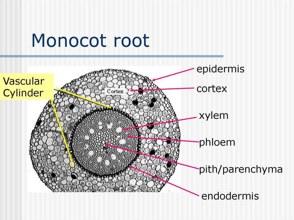 Presentation on theme: "Monocot and Eudicot/Dicot Roots"- Present...