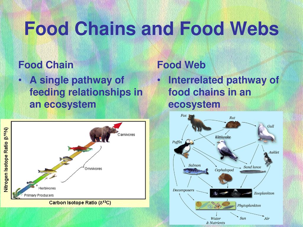 Energy Transfer in an Ecosystem Biology Diagrams