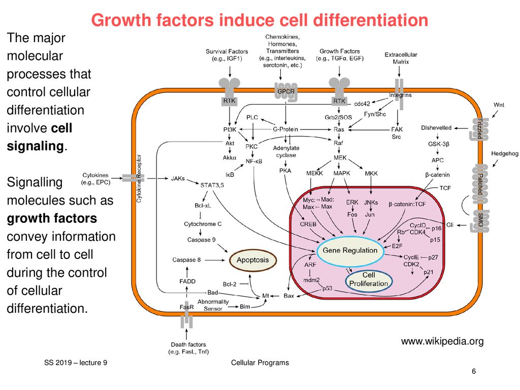 V9: Cellular differentiation Biology Diagrams
