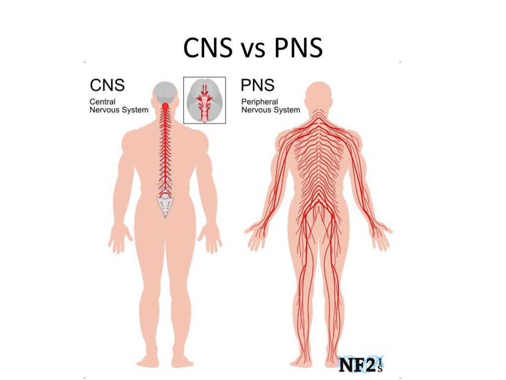 CNS vs PNS