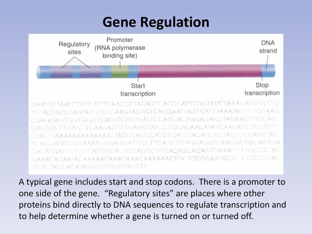 DNA AND RNA 12-5 Gene Regulation. - ppt download