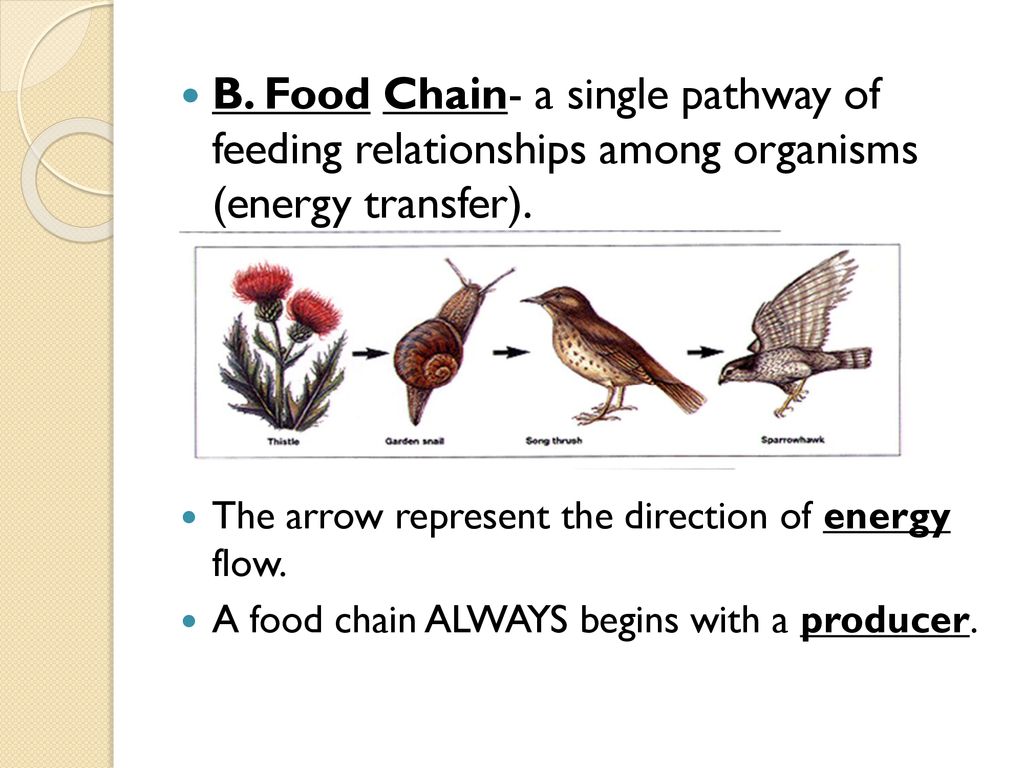 Energy Flow in an Ecosystem Pg ppt download Biology Diagrams