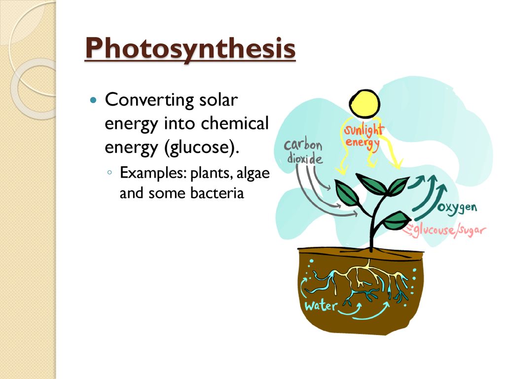 Energy Flow In An Ecosystem Pg Ppt Download