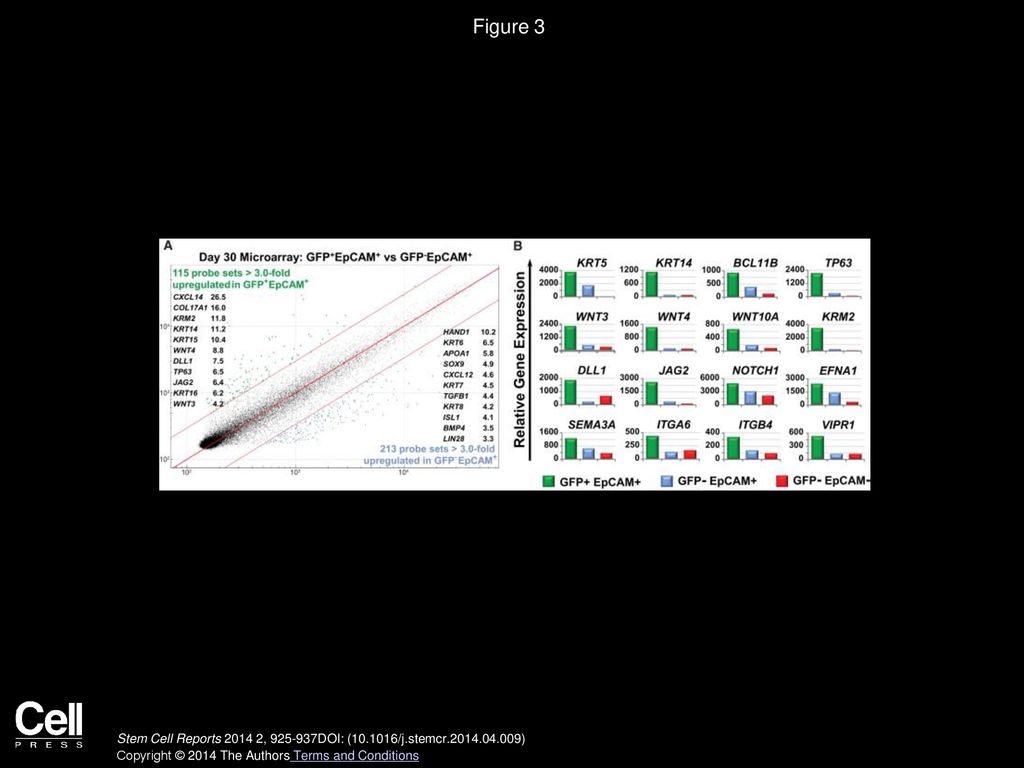 Pdf Foxn1 A Master Regulator Gene Of Thymic Epithelial Development