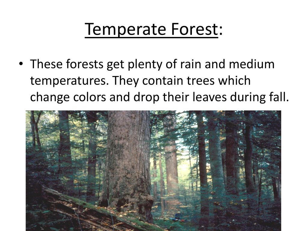 Temperate Forest: These forests get plenty of rain and medium temperatures.