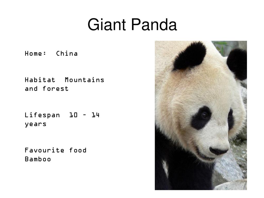 Animal Facts Write your names in here. - ppt download