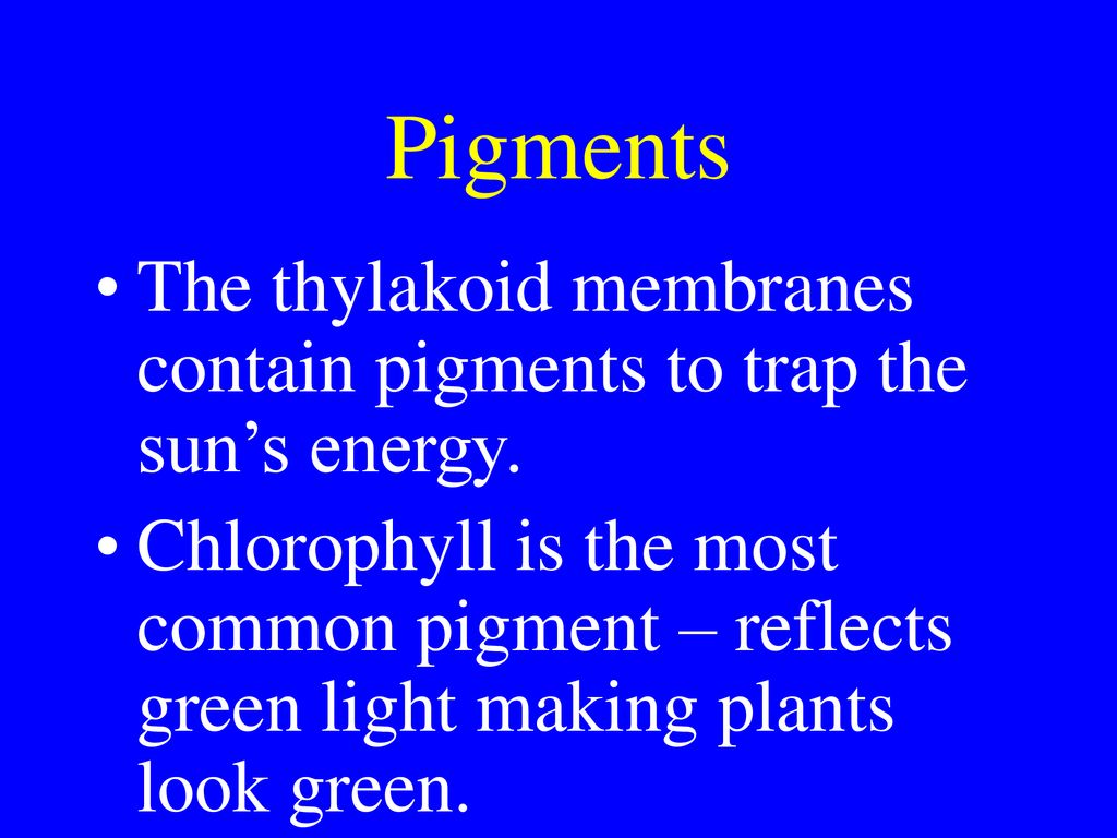 Pigments The thylakoid membranes contain pigments to trap the sun’s energy.