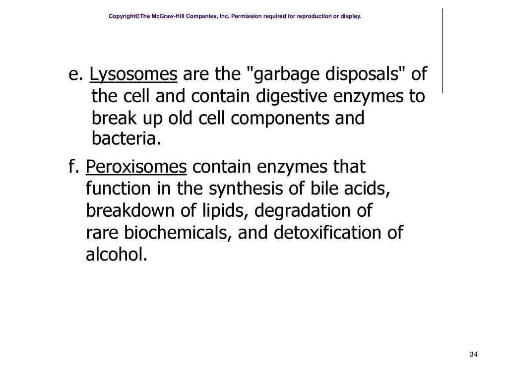 Chapter 3 Cells. ppt download