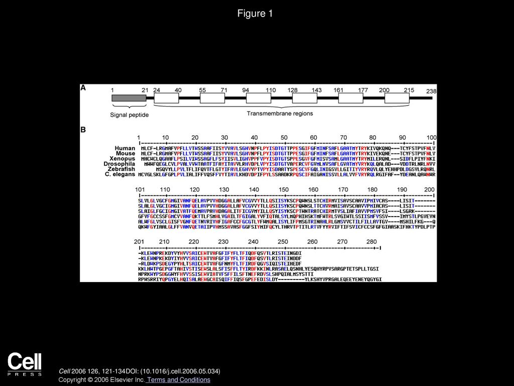 Figure 1 DRAM Is an Evolutionarily Conserved Protein with Hydrophobic Domains and a Predicted ER Signal Peptide.