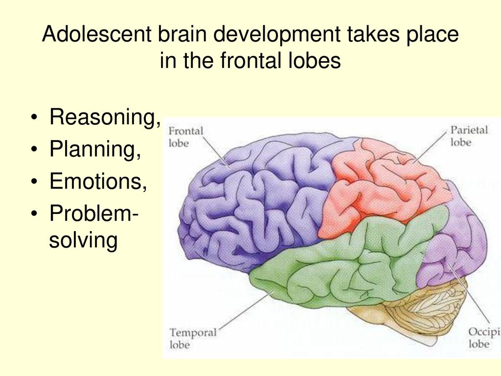 He is a brain. Brain Development. Adolescence Brain. What is Brain.