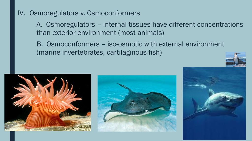 11.3 – The Kidney & Osmoregulation - ppt download