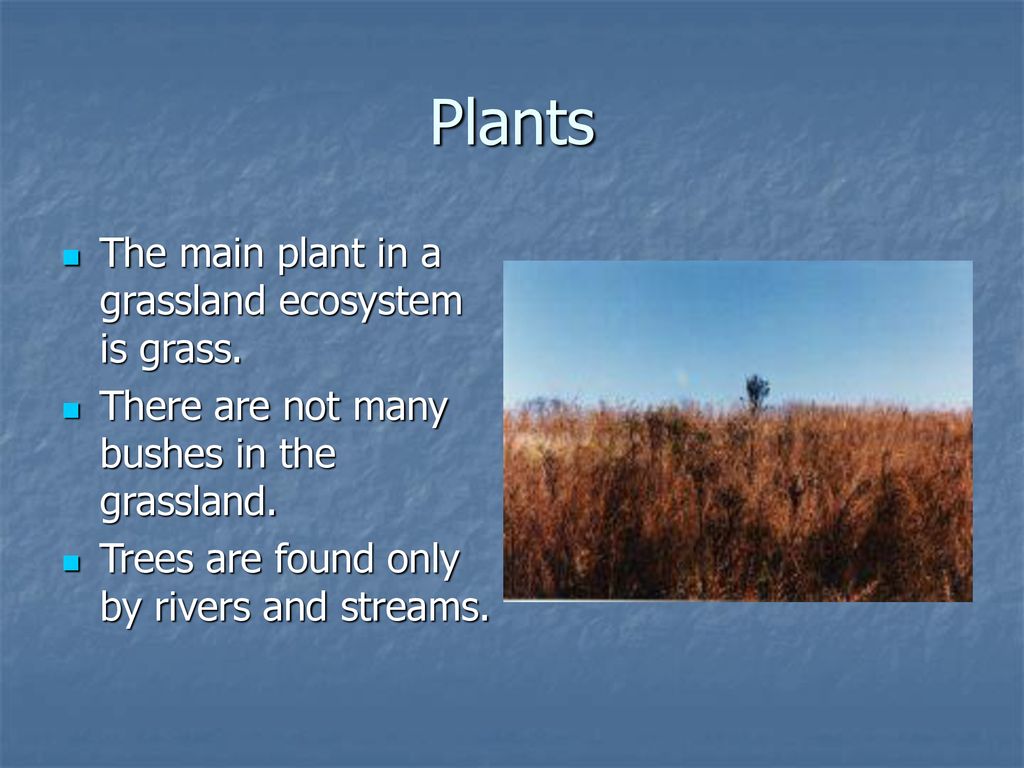 Plants The main plant in a grassland ecosystem is grass.