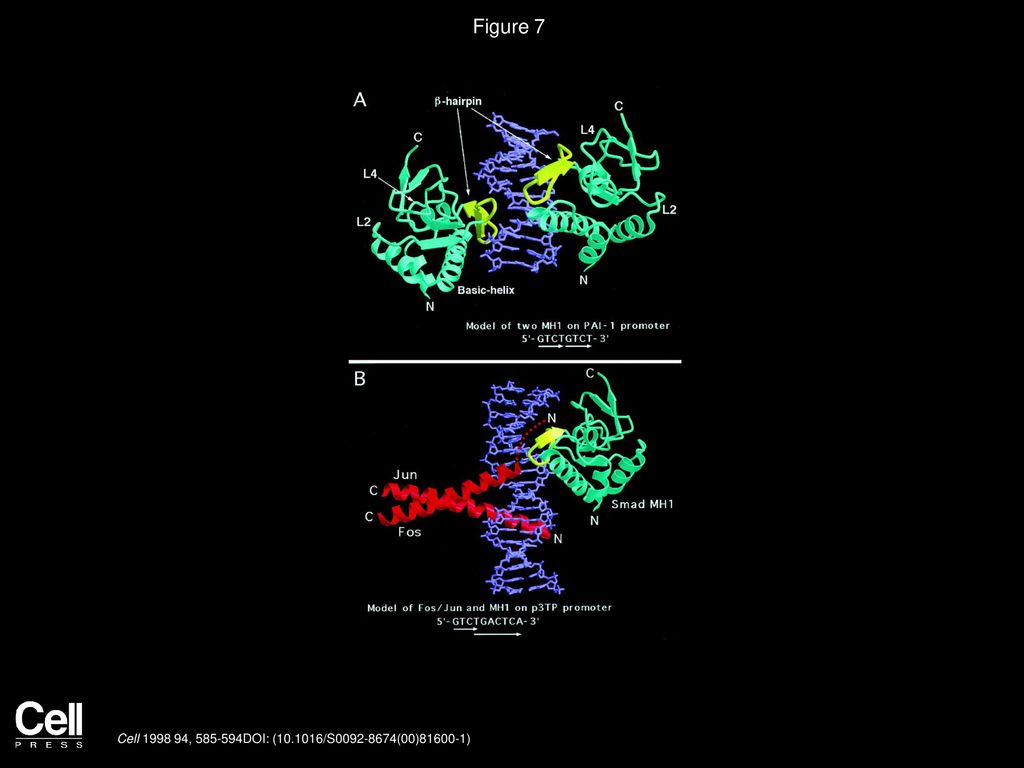 Figure 7 Model of Transcription Complexes Involving Smad MH1
