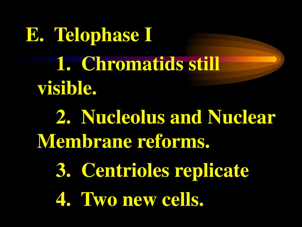 The Formation of Sex Cells Biology Diagrams