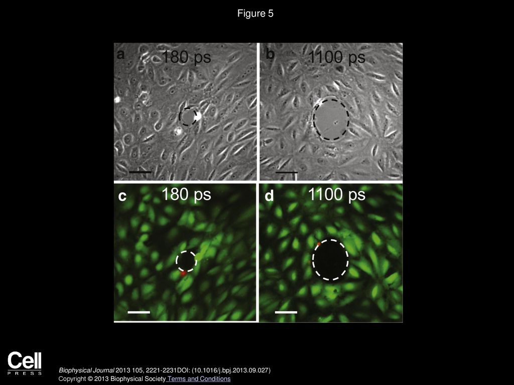Hydrodynamic Determinants of Cell Necrosis and Molecular Delivery ... Biology Diagrams
