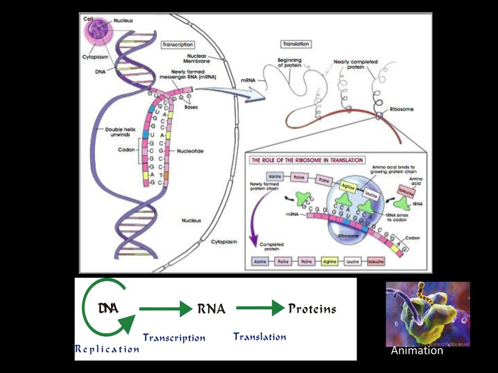 Protein Synthesis. - ppt download