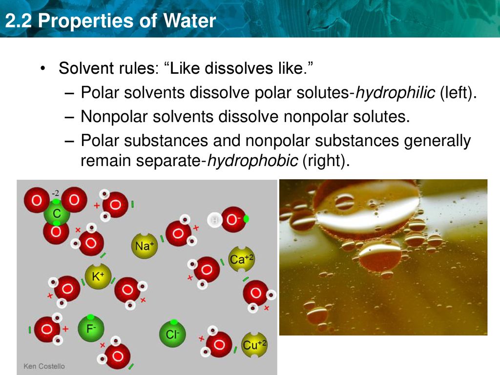 Leq how does a hydrogen bond form ppt download