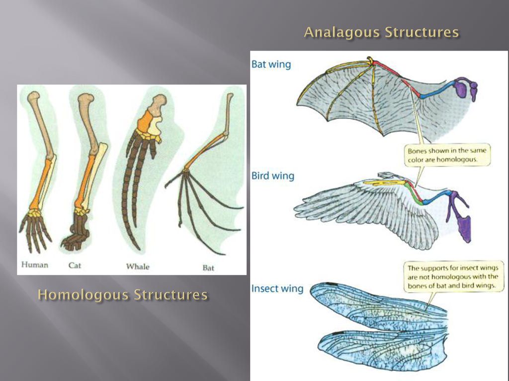 Phylogeny & Systematics - ppt download