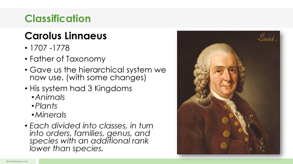 Classification Taxonomy Classification - ppt download Classification Taxonomy Classification - ppt download