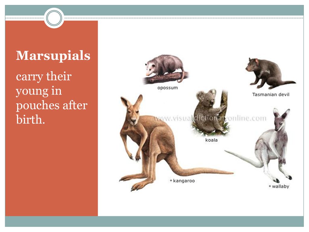 Animal Types Mammals. - ppt download