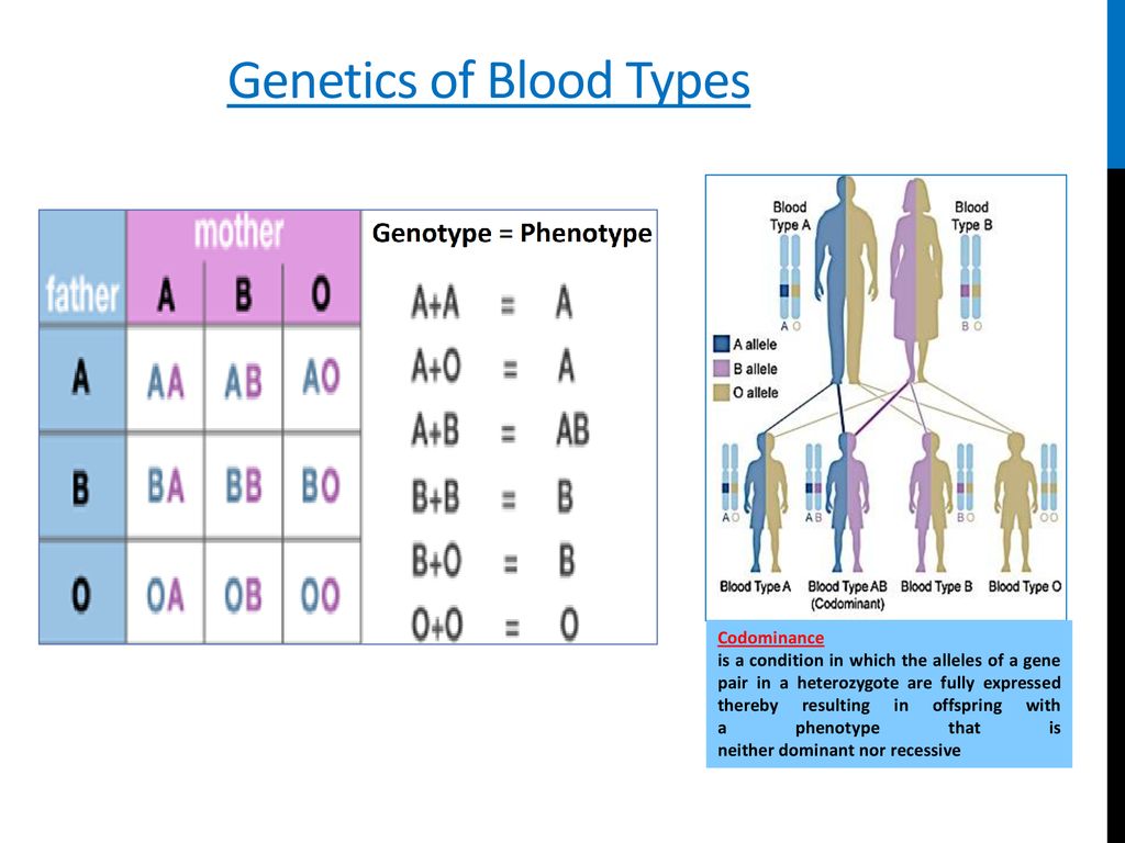 Genes and Blood Type
