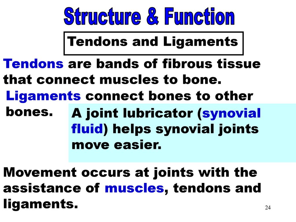THE MUSCULOSKELETAL SYSTEM Biology Diagrams