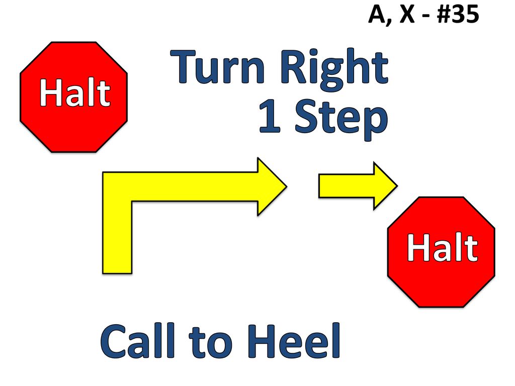 A, X - #35 Halt Turn Right 1 Step Halt Call to Heel