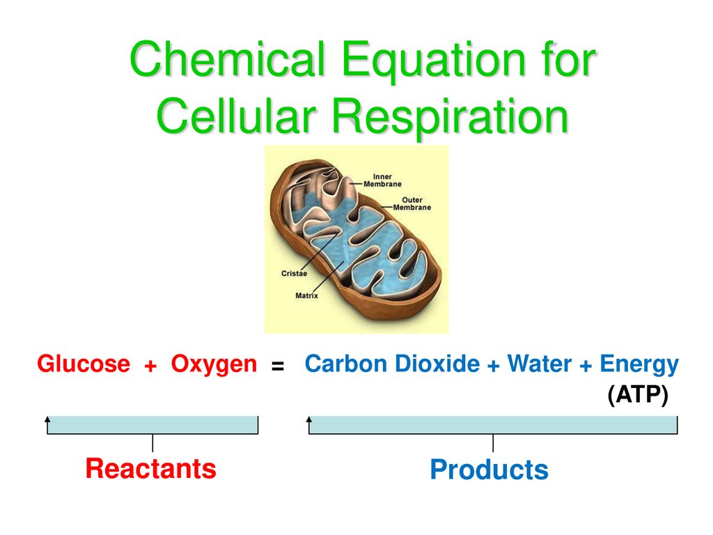 Photosynthesis And Cellular Respiration Ppt Download