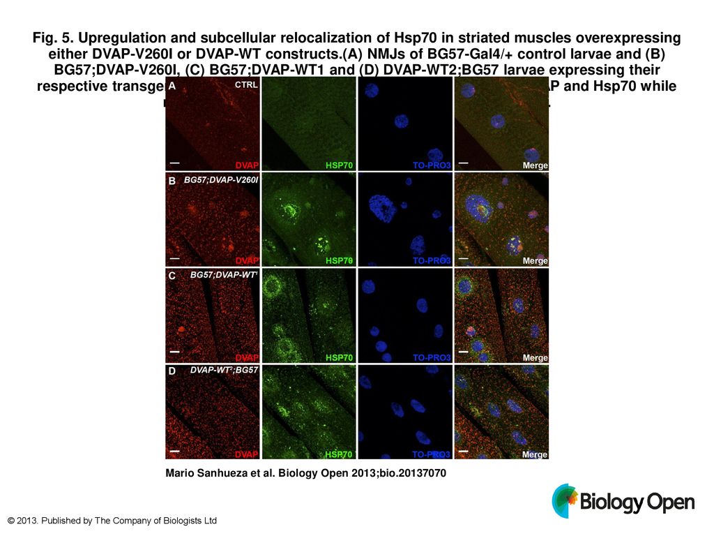 Fig. 5. Upregulation and subcellular relocalization of Hsp70 in
