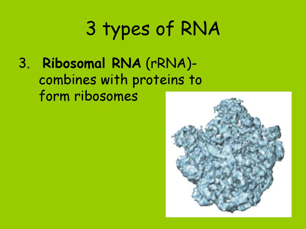 DNA & Protein Synthesis ppt download