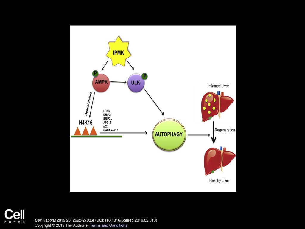 Volume 26, Issue 10, Pages e7 (March 2019) - ppt download