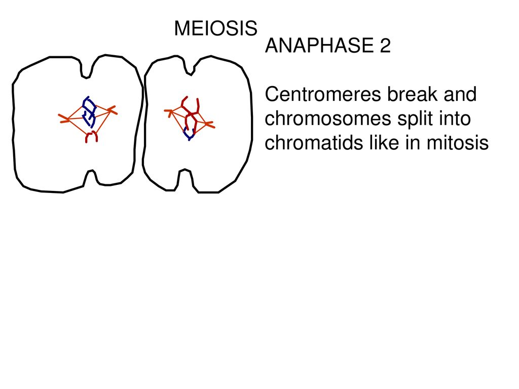 Meiosis: cell division in which gametes are produced. Biology Diagrams