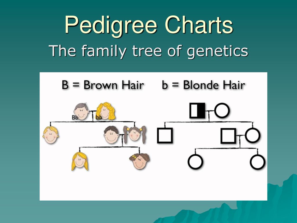The Family Tree Of Genetics Ppt Download