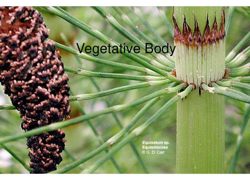 Equisetum.ppt