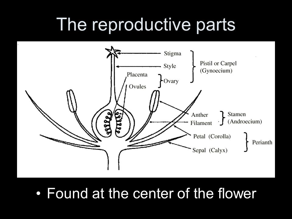 The reproductive parts