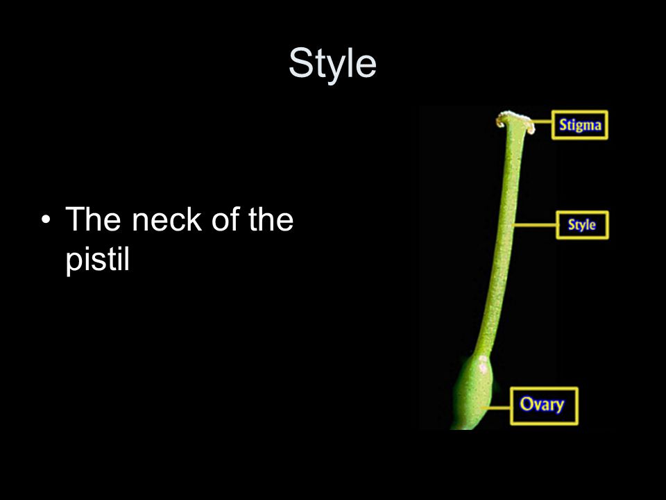 Style The neck of the pistil