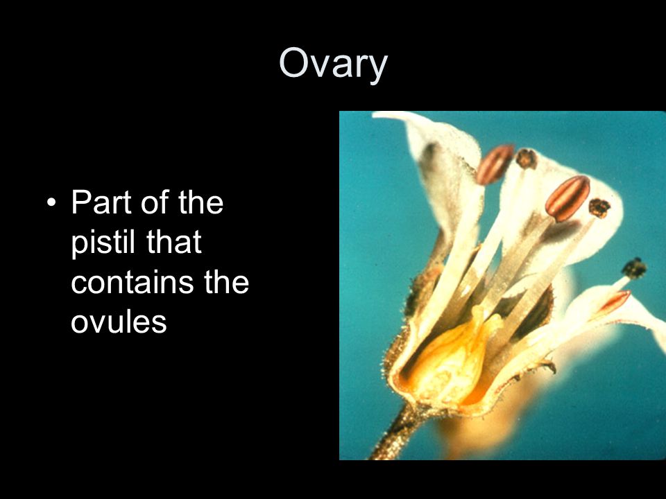 Ovary Part of the pistil that contains the ovules