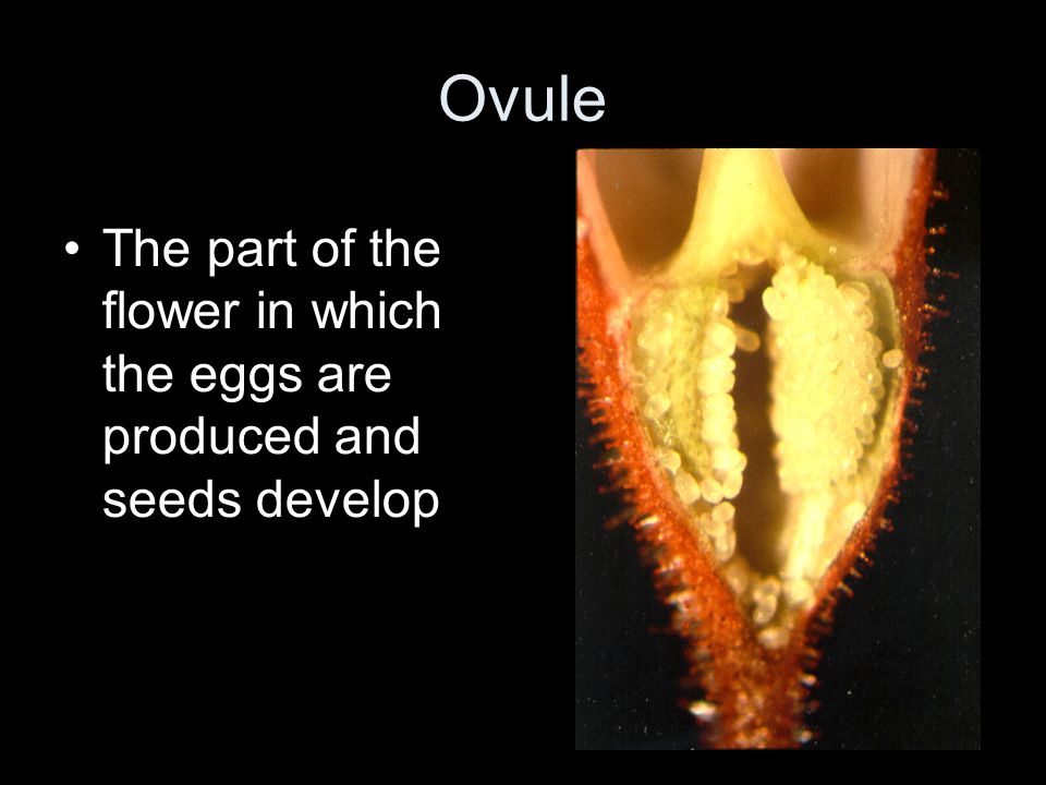 Ovule The part of the flower in which the eggs are produced and seeds develop
