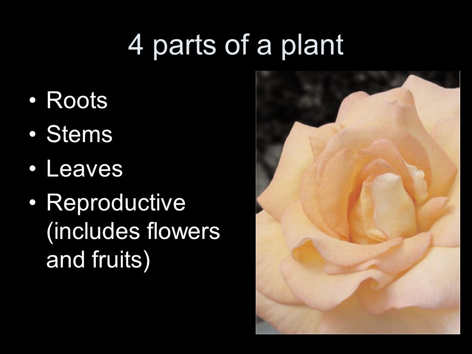 4 parts of a plant Roots Stems Leaves