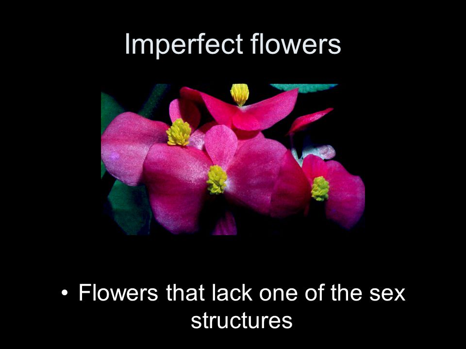 Flowers that lack one of the sex structures